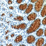 MUCIN 5AC, clone MD-19