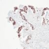 Anticorpo Recombinante OncoTrace p53 (Clone QR025) EasyPath