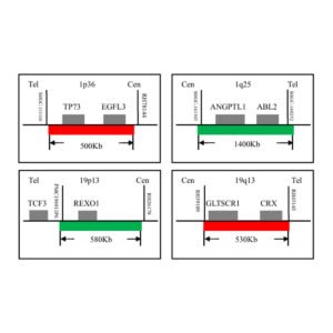 Sonda FISH Evolume™ 1p/19q