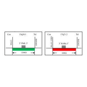 Sonda FISH Evolume™ PML/RARa Dual Color, Dual Fusion FISH
