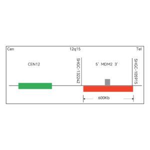 Sonda FISH Evolume™ MDM2 Break Apart