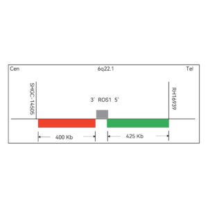 Sonda FISH Evolume™ ROS1 Break Apart