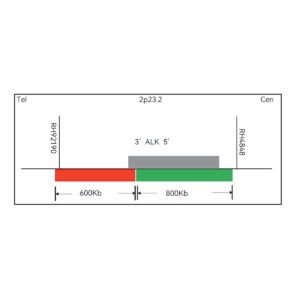 Sonda FISH Evolume™ ALK Break Apart