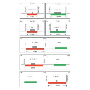 Sonda FISH Evolume™ Leucemia Linfocítica Crônica EasyPath
